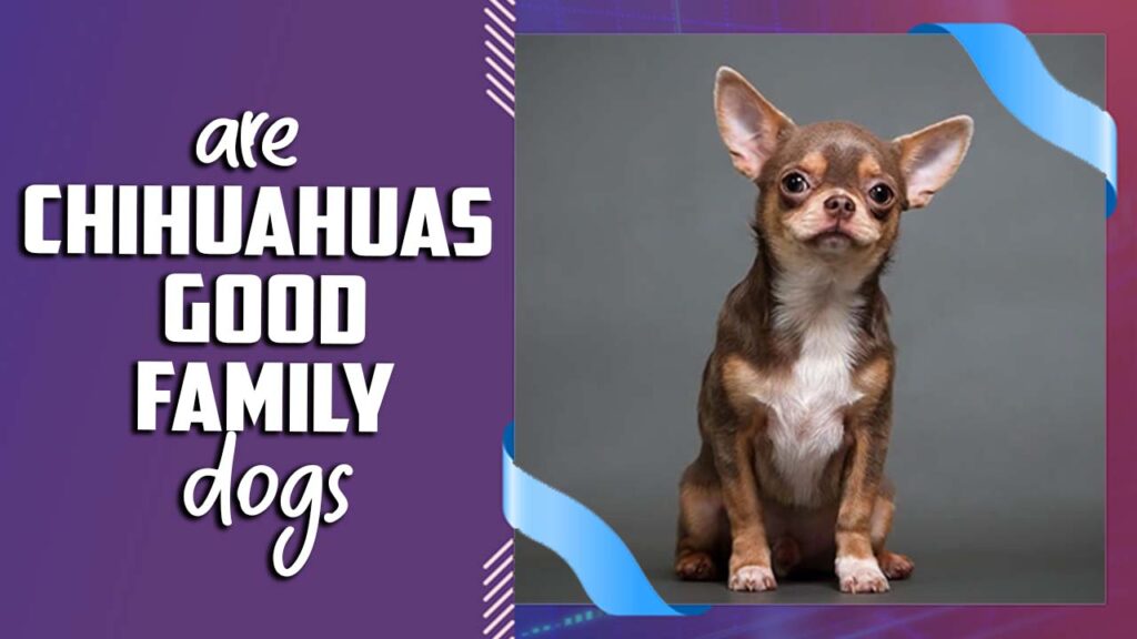 Are Chihuahuas Good Family Dogs A Guide To Being A Good Family Dog