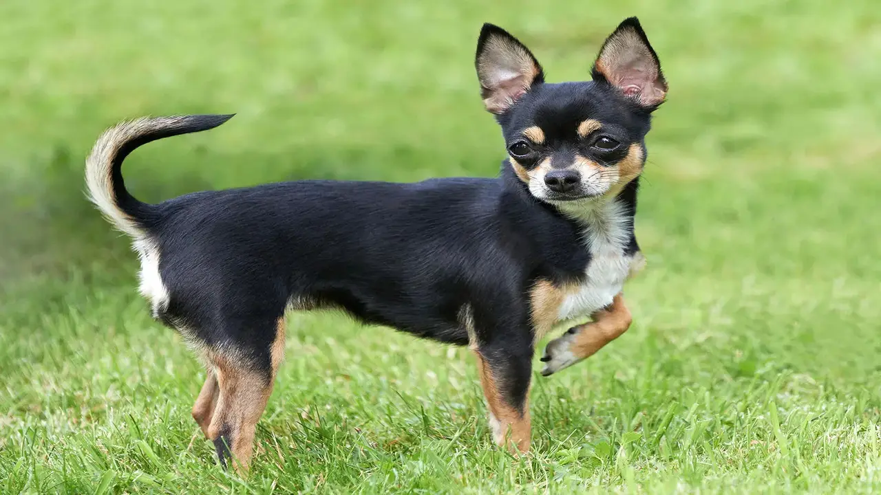 Are Chihuahuas Good Family Dogs -Expert Opinion