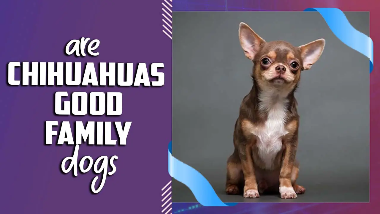 Are Chihuahuas Good Family Dogs