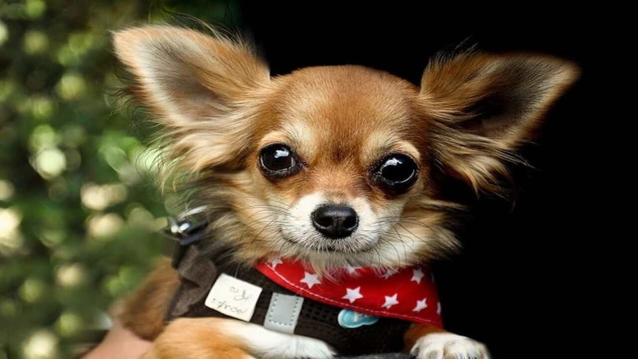 Are Chihuahuas Kid-Friendly