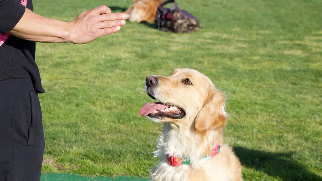 Are Golden Retrievers Easy To Train