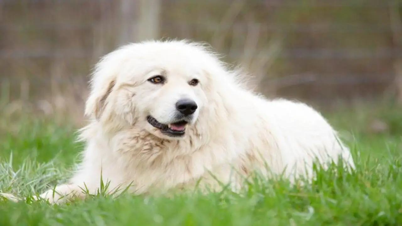 Are Great Pyrenees Good With Other Animals