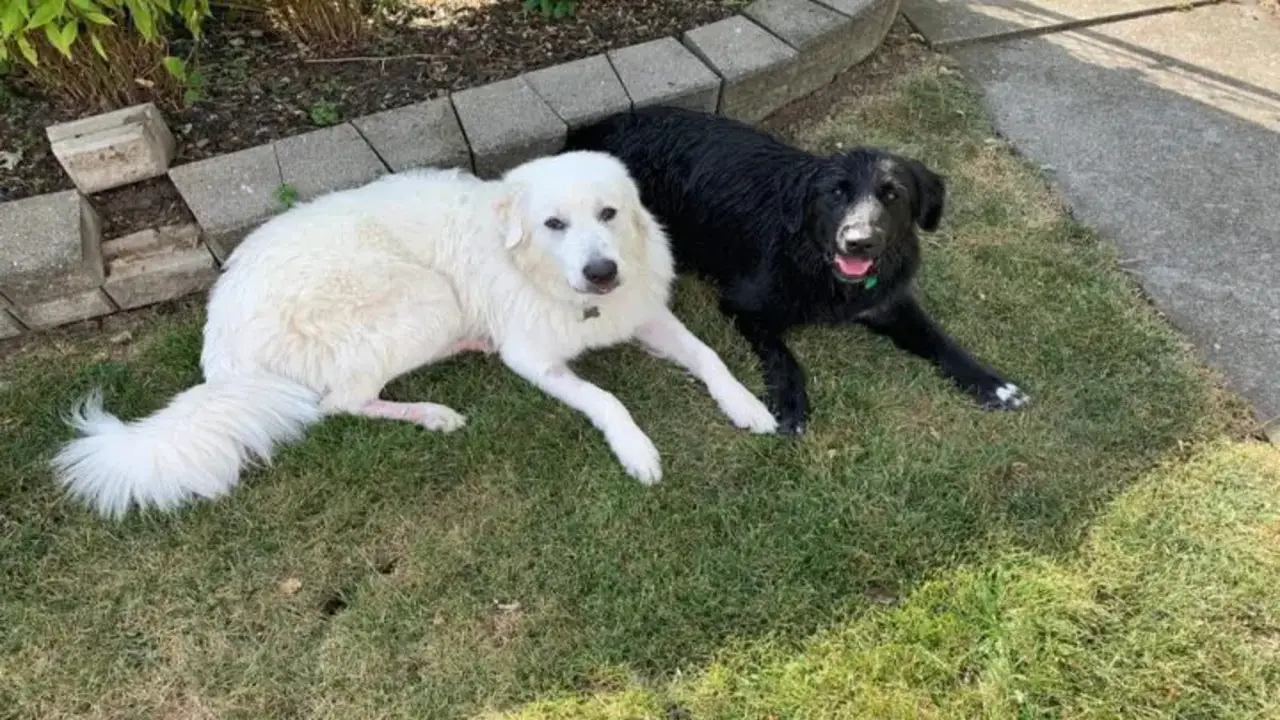 Are Great Pyrenees Good With Other Dogs - Explained