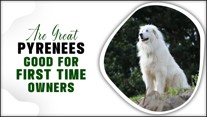 Are Great Pyrenees Good For First Time Owners