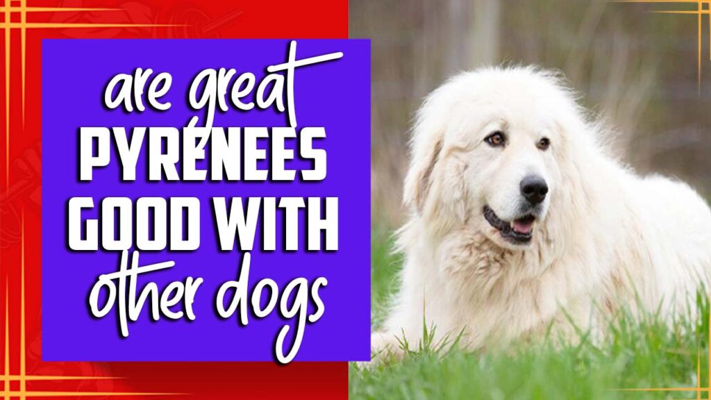 Are Great Pyrenees Good With Other Dogs Here Are The Facts!