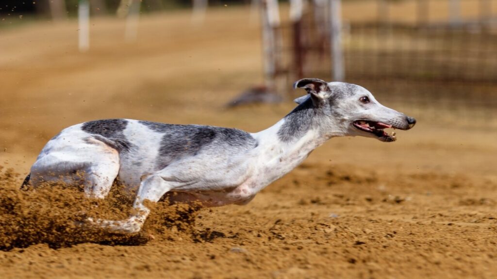 Are Greyhounds Good Family Dogs The Ultimate Guide
