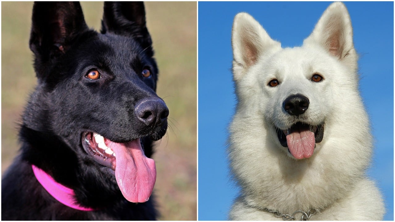 Are Male Or Female Dogs Better Service Dogs? Key Differences