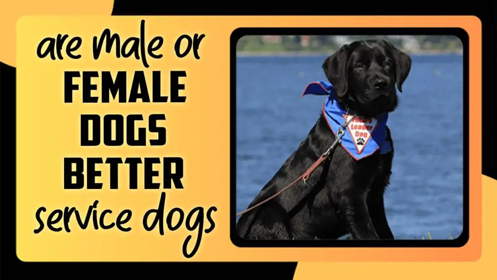 are-male-or-female-dogs-better-service-dogs-best-dog-tips