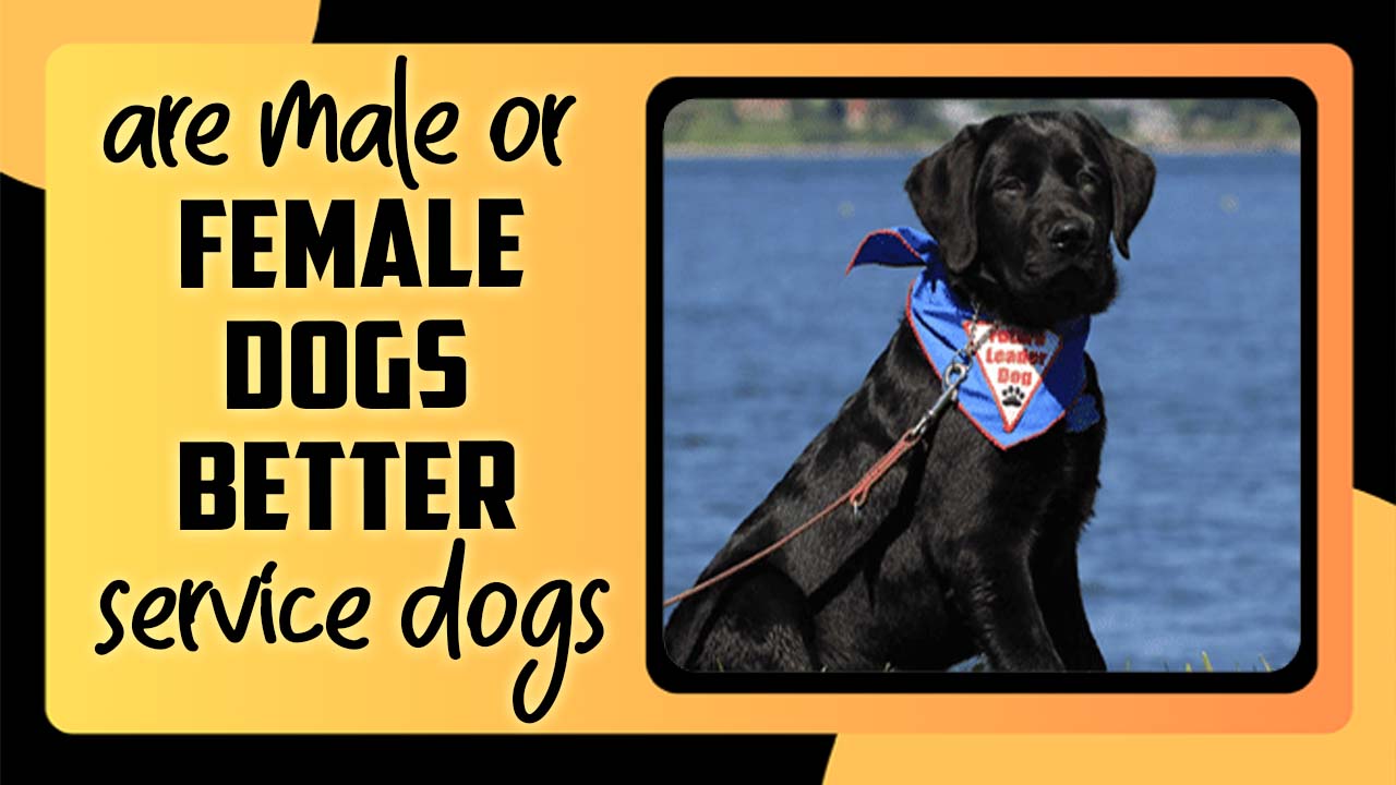 Are Male Or Female Dogs Better Service Dogs