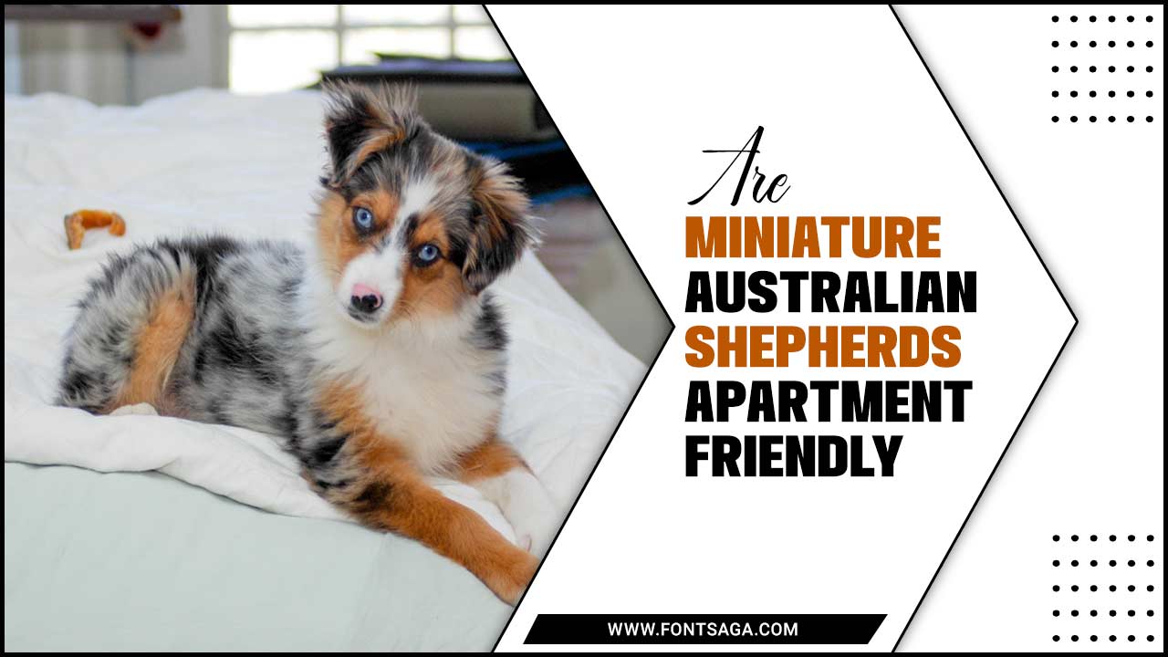 Are Miniature Australian Shepherds Apartment Friendly