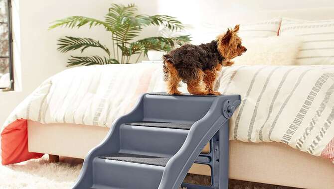Are Ramps Safer Than Stairs For Dogs Expert Opinion