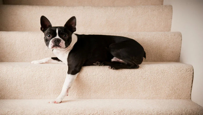 Are Stairs Or Ramps Better For Older Dogs Things You Better Know