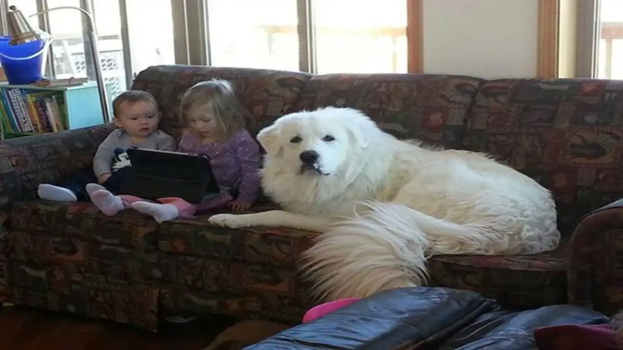 Are The Great Pyrenees Suitable For Family Life