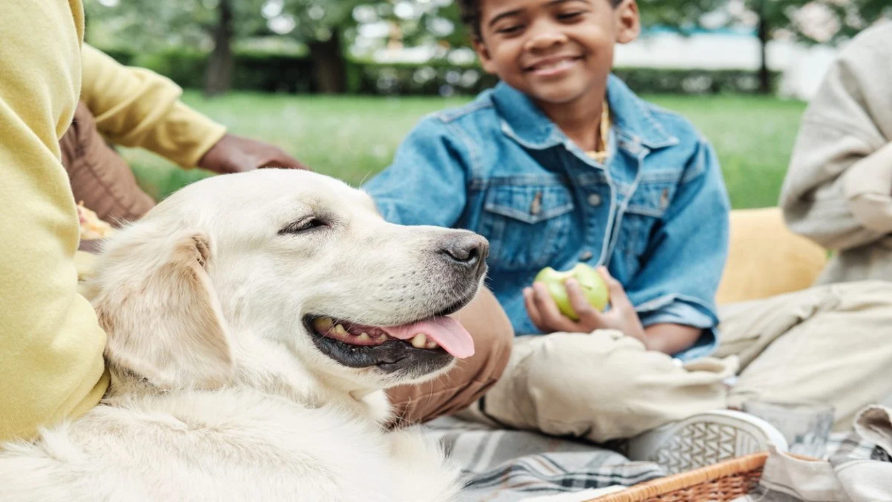 Are They Family Friendly Dogs? 10 Best Dogs For Kids And Families