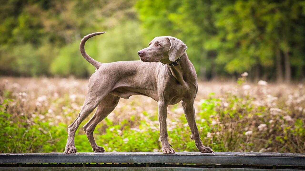 Are Weimaraners Good Family Dogs -  History & Characteristics