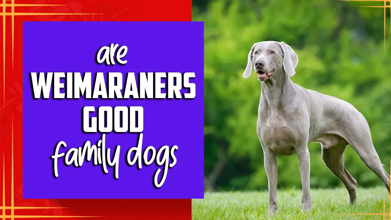 Are Weimaraners Good Family Dogs