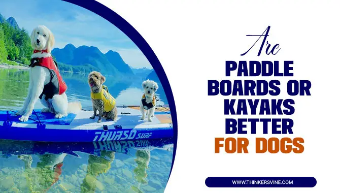 Are Paddle Boards Or Kayaks Better For Dogs