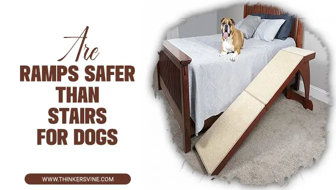Are Ramps Safer Than Stairs For Dogs