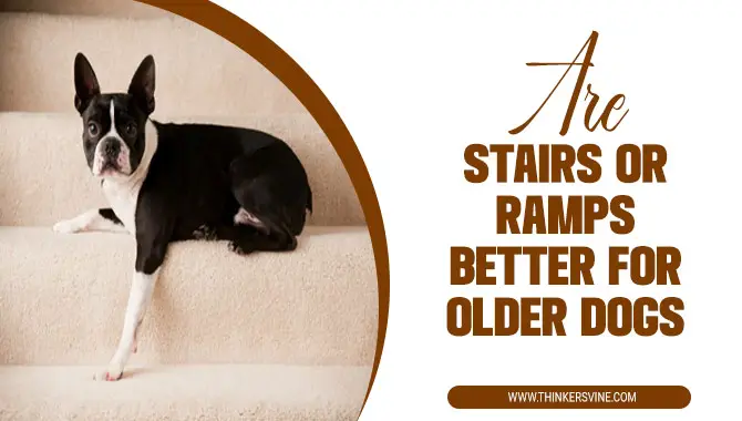 Are Stairs Or Ramps Better For Older Dogs