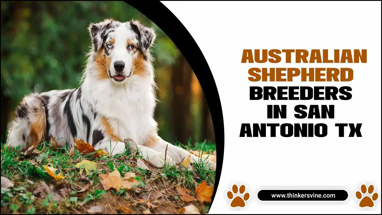  Australian Shepherd Breeders In San Antonio Tx