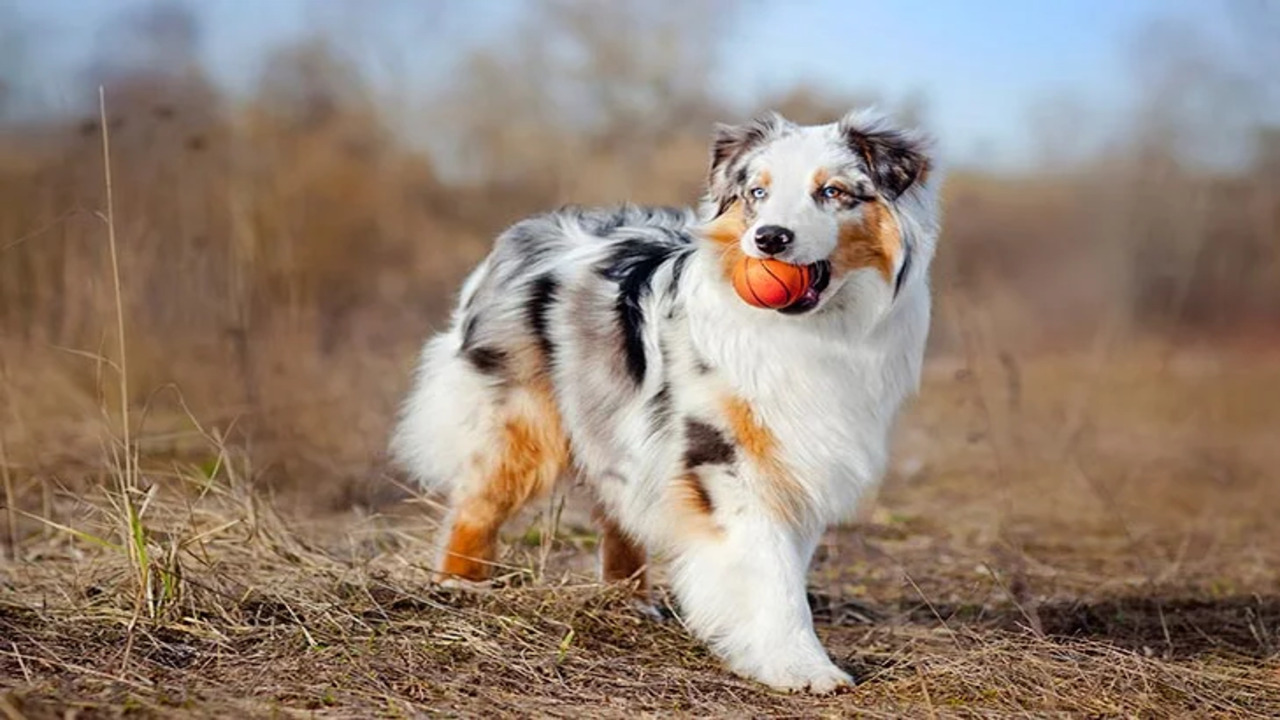 Australian Shepherds Are Very Intelligent