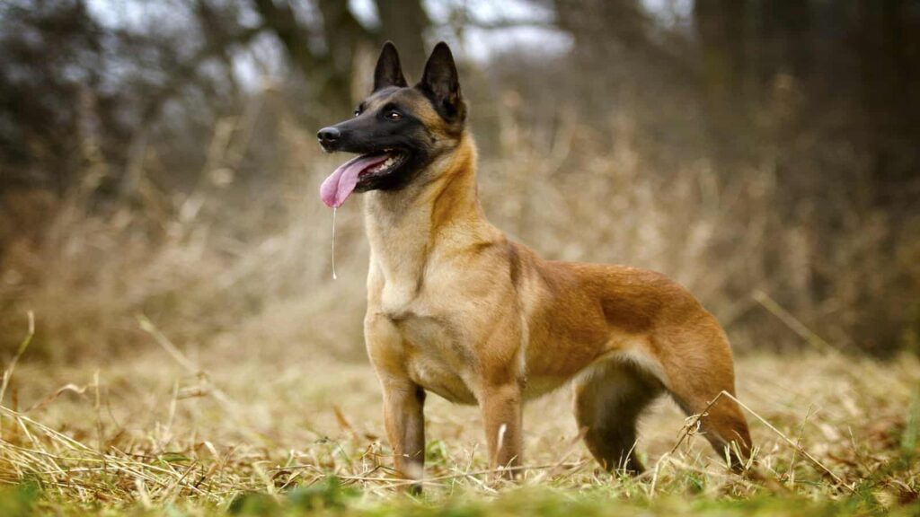 Essential Training Commands For Your Belgian Malinois Guide