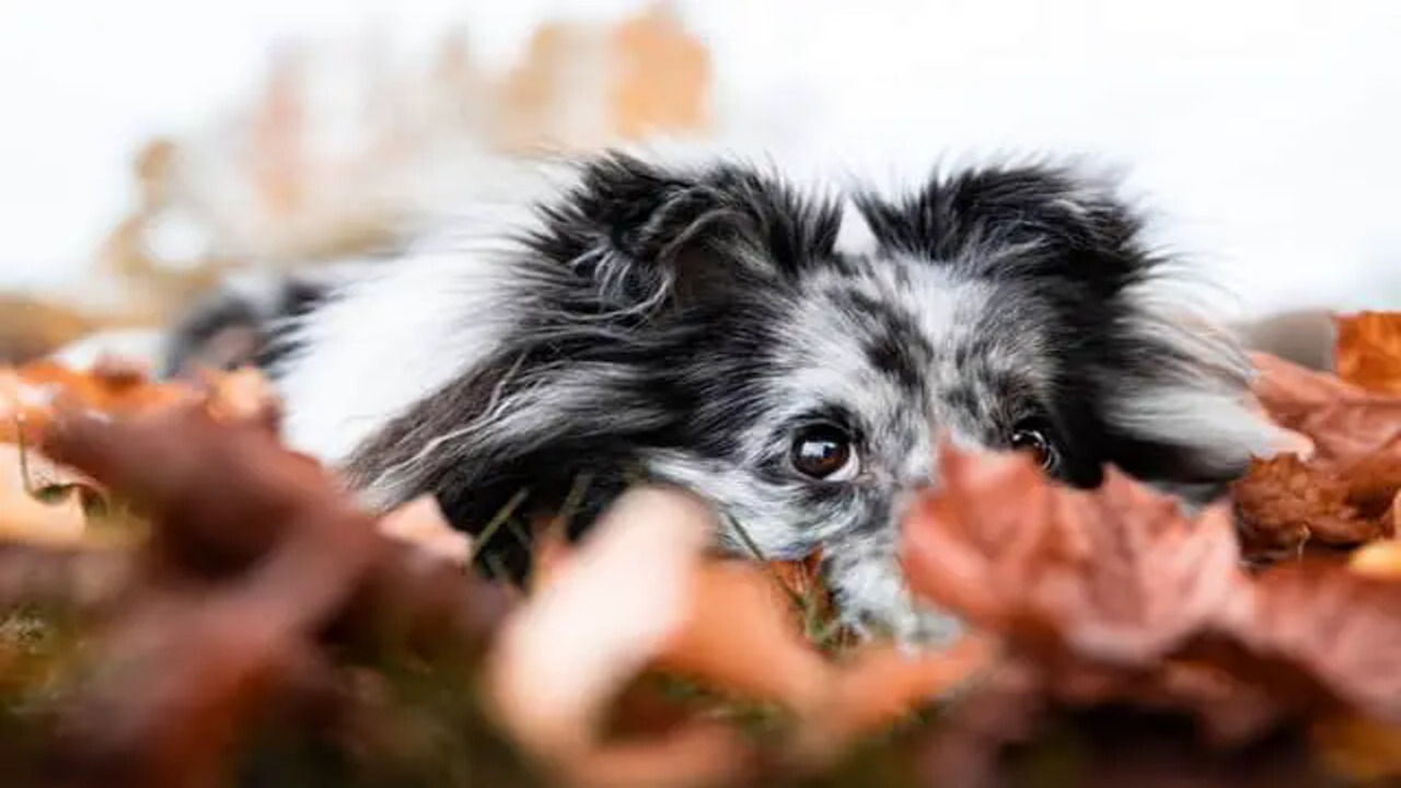 Behavioral Traits And Temperament Of Blue Merle Shelties