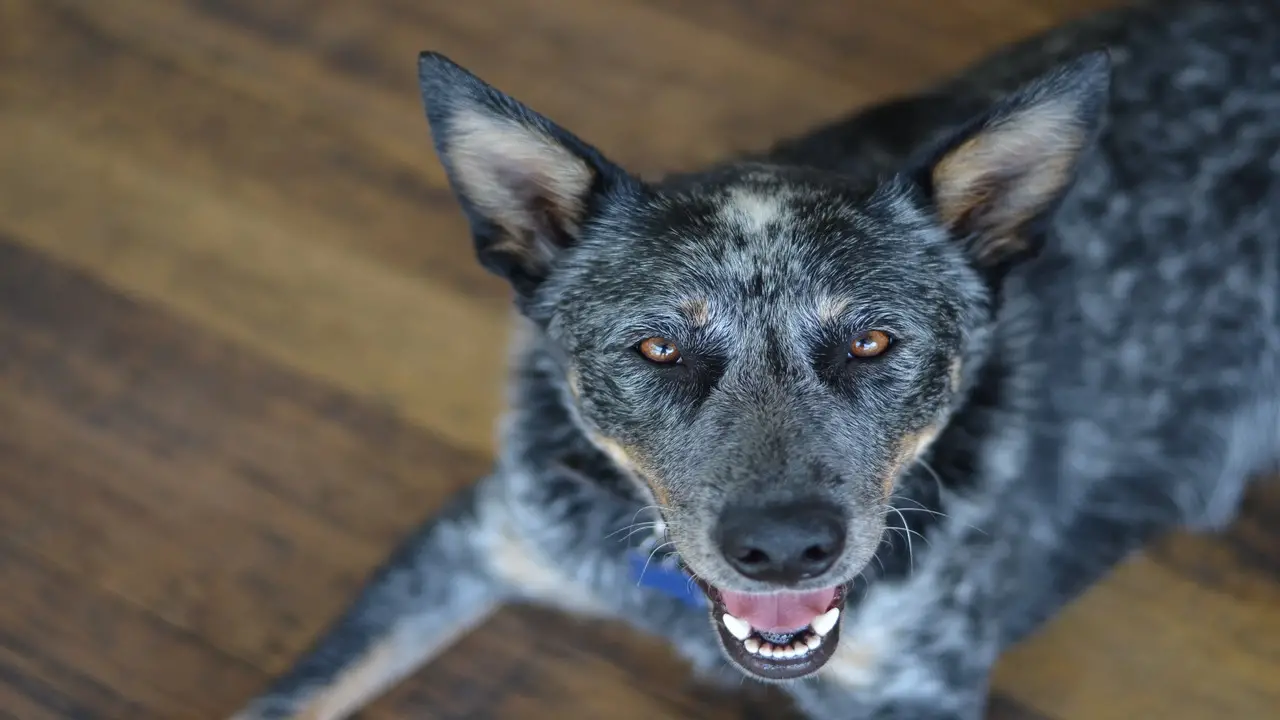 Benefits Of Giving Your Cattle Dog A Job