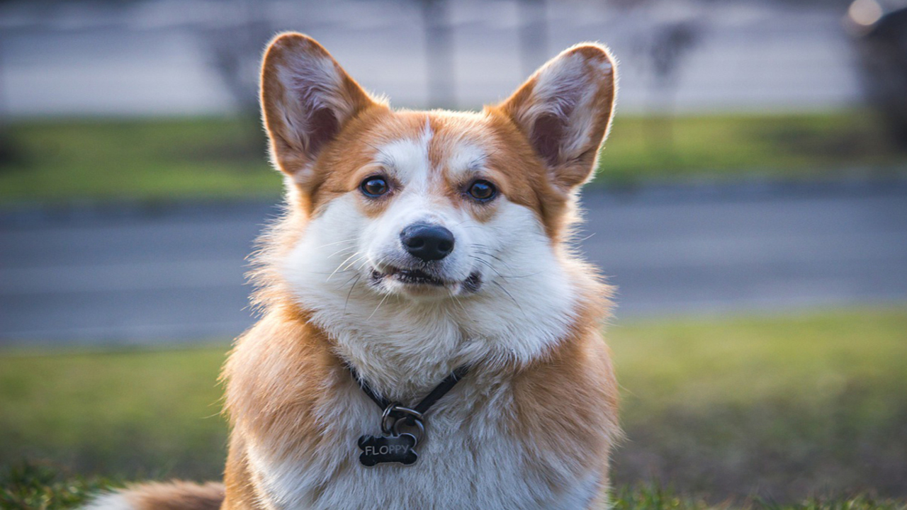 Benefits Of Giving Your Corgi A Job