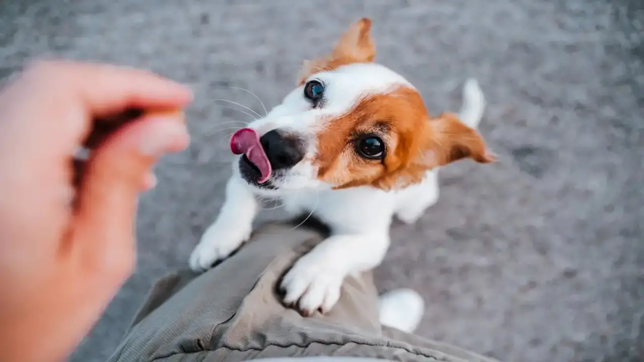 Benefits Of Giving Your Jack Russell A Job
