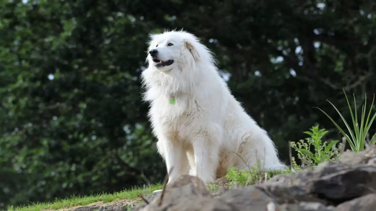Benefits Of Having A Great Pyrenees As An Inside Dog