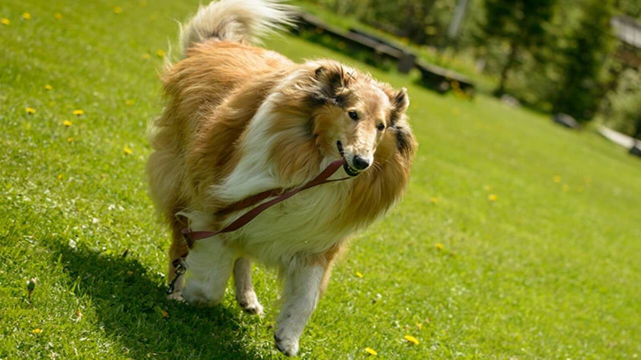 Benefits Of Swimming For Your Rough Collie