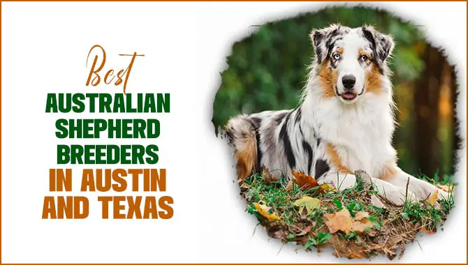 Best Australian Shepherd Breeders In Austin And Texas