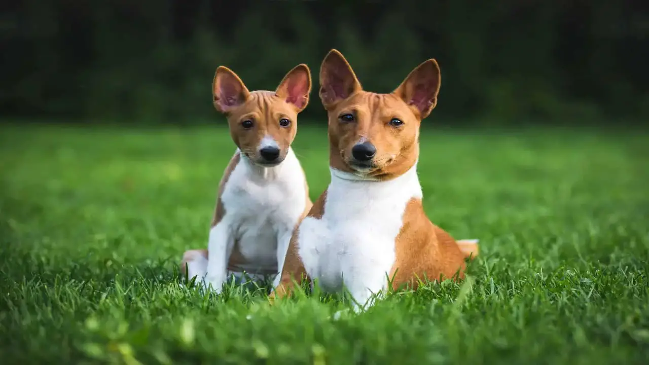 Best Basenji Dog Breeders In The USA