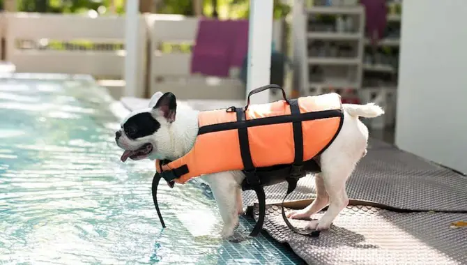 Best Budget-Friendly Dog Life Vest