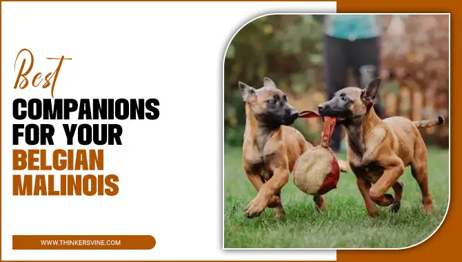 Best Companions For Your Belgian Malinois