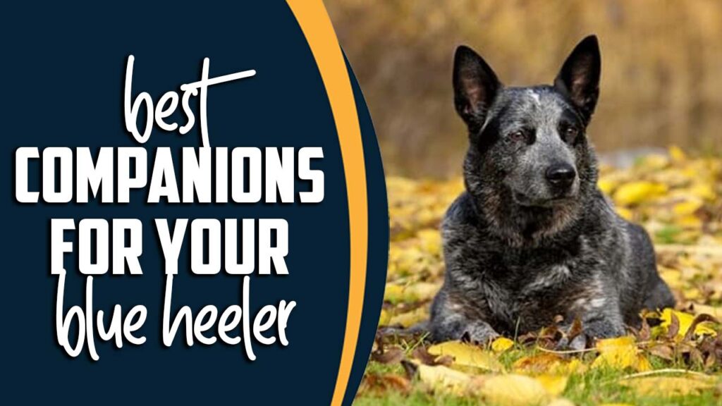 Best Companions For Your Blue Heeler A Definitive Guide