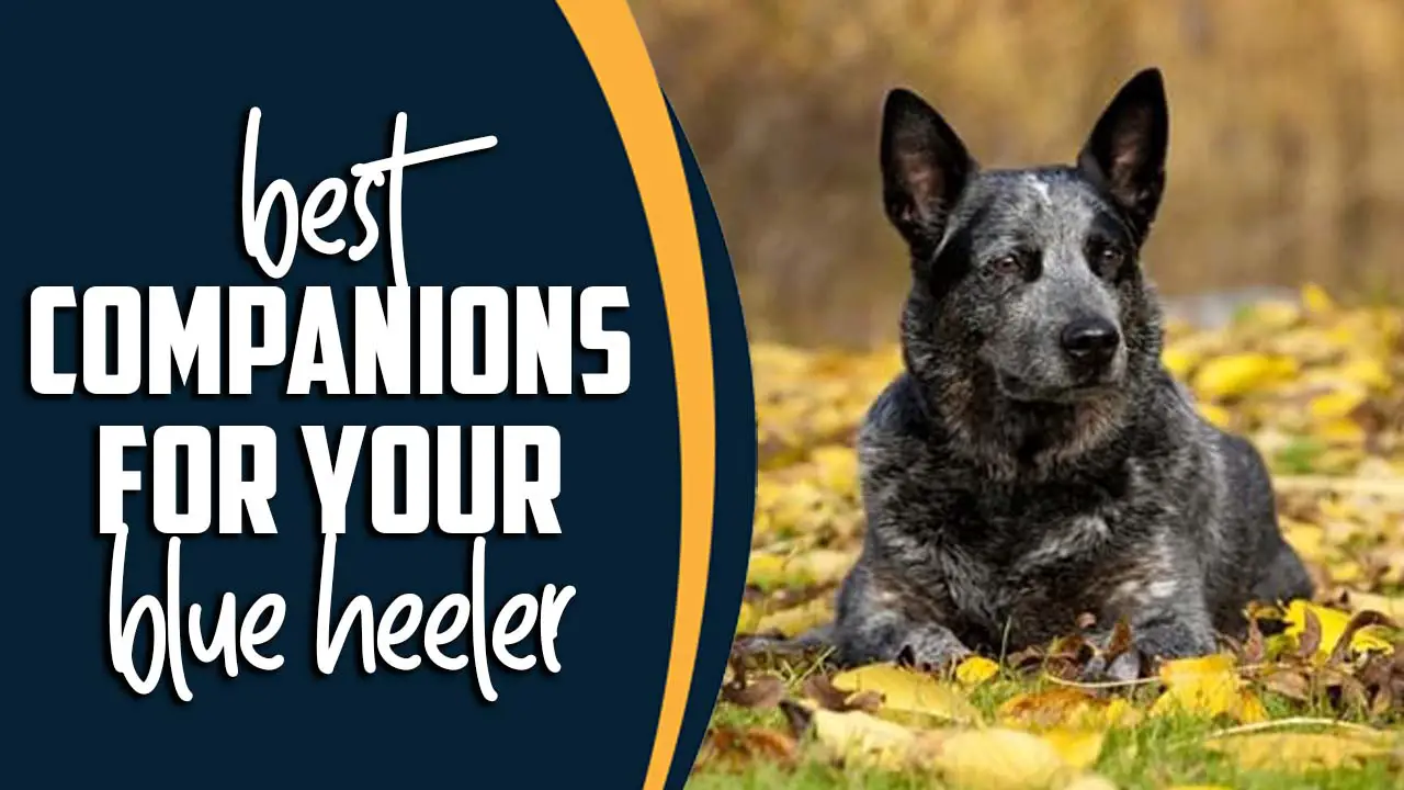 Best Companions For Your Blue Heeler