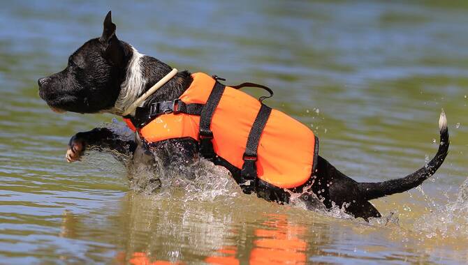 Best Dog Life Jacket For Rough Waters