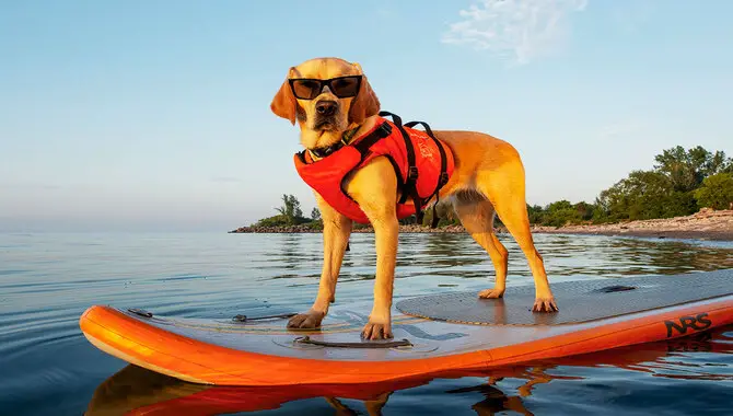 Best Dog Life Jacket With Extra Buoyancy