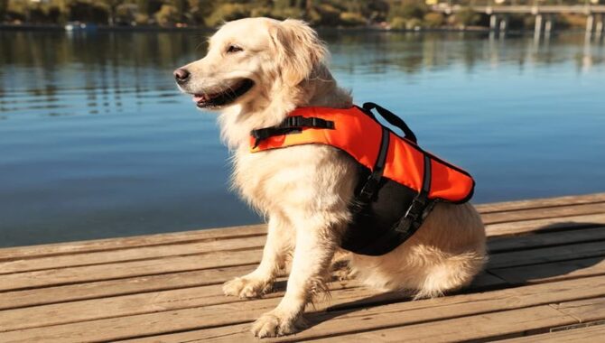 Best Premium (And Affordable) Dog Life Jacket