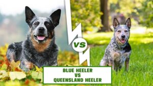 Blue Heeler Vs Queensland Heeler - What's the Difference?