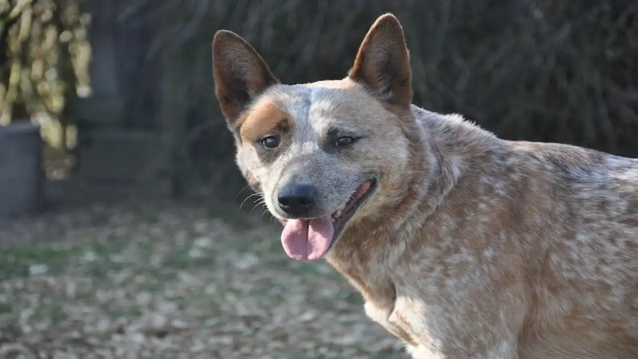 Blue Heeler’s Are Extremely Intelligent