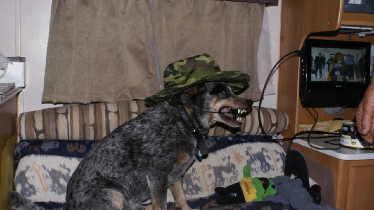 Blue Heeler’s Are Loyal And Protective