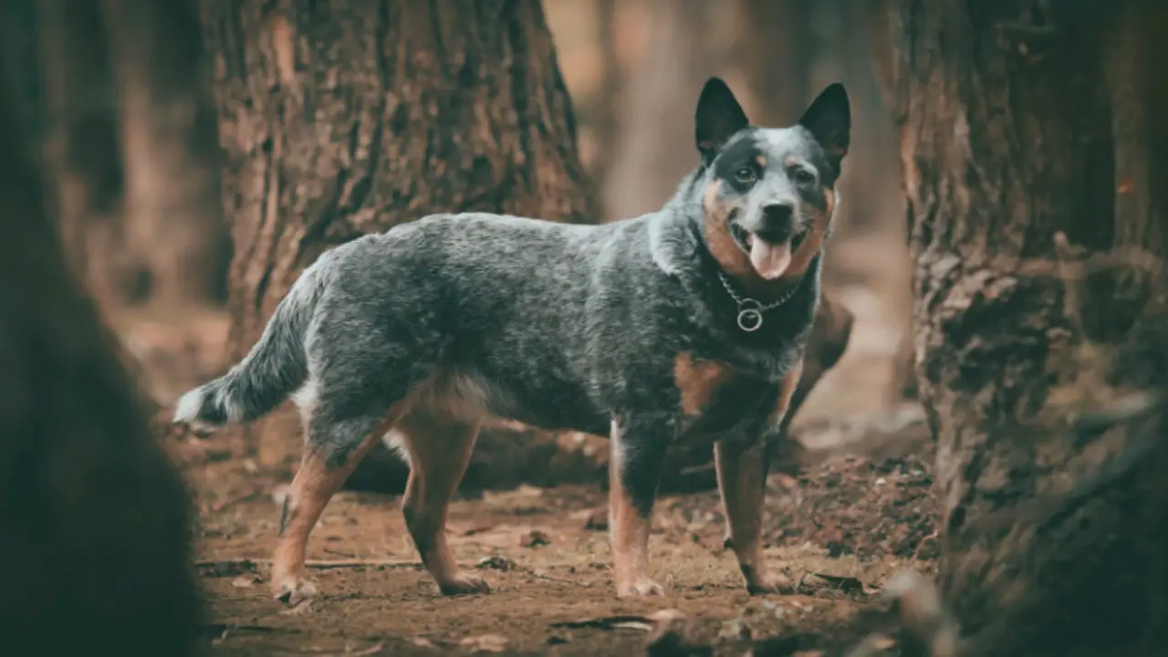 Blue Heelers Are More Attached Than Other Breeds