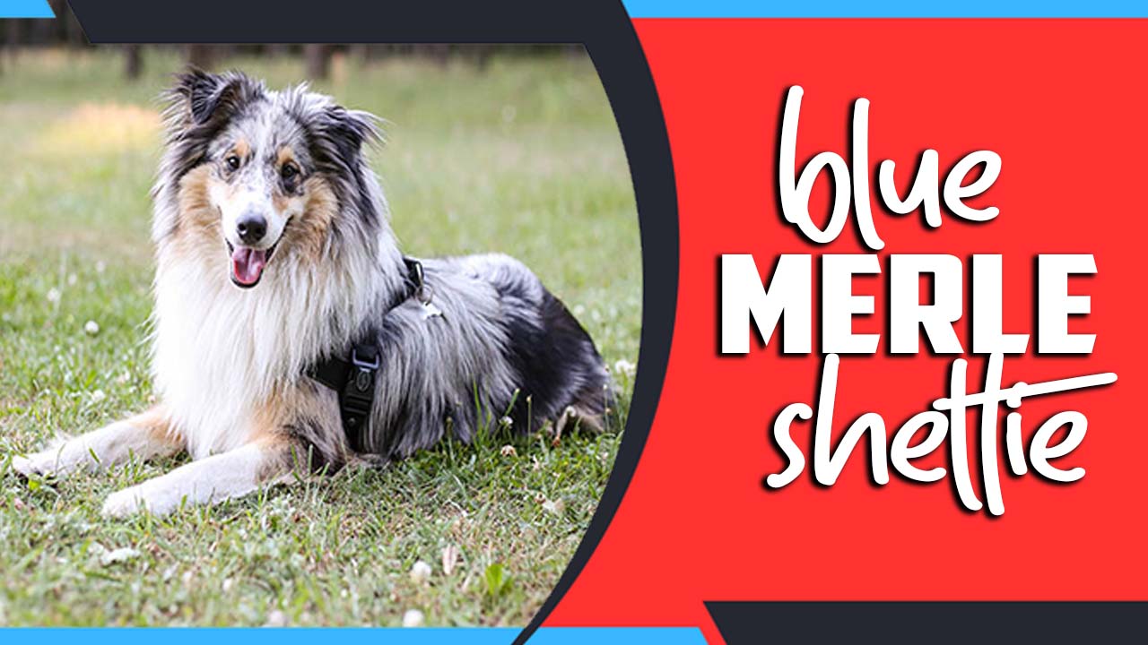 Blue Merle Sheltie