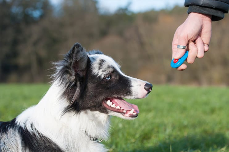 Border Collies