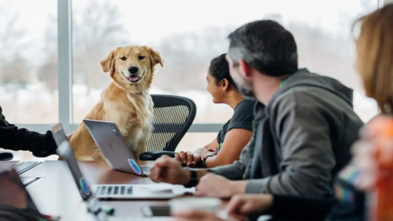 Bringing Emotional Support Animals To The Workplace