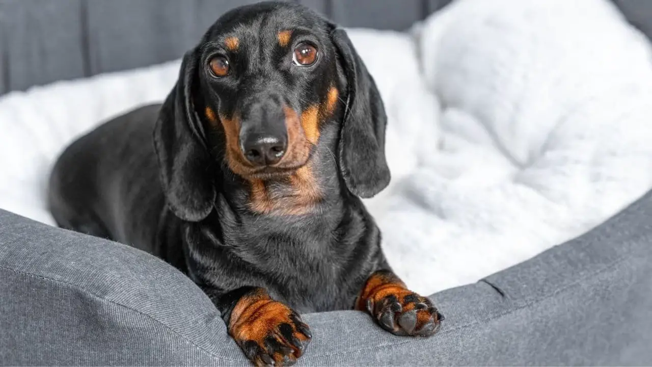 Buying Guide To Dog Beds For Dachshunds