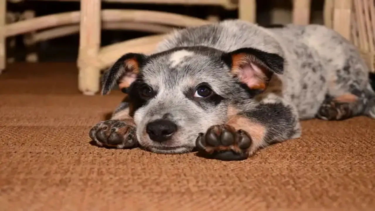 Can A Blue Heeler Live In An Apartment - Pro Guide